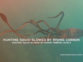 Hunting Squid Slowed By Rising Carbon Levels