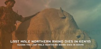 Sudan The Last Male Northern Rhino Dies in Kenya