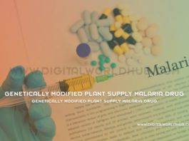 Genetically Modified Plant Supply Malaria Drug