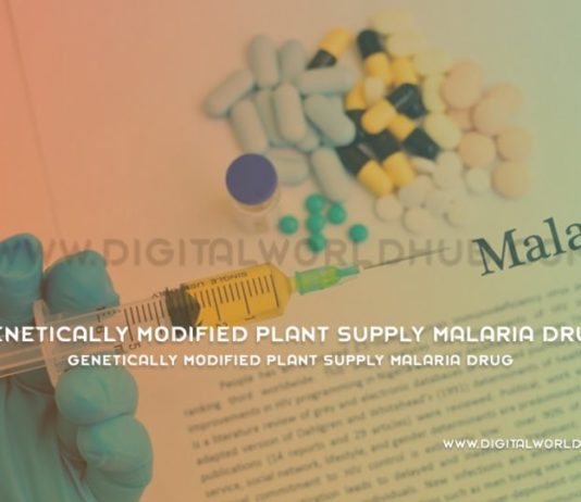 Genetically Modified Plant Supply Malaria Drug