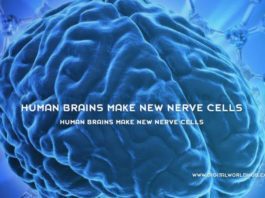 Human Brains Make New Nerve Cells