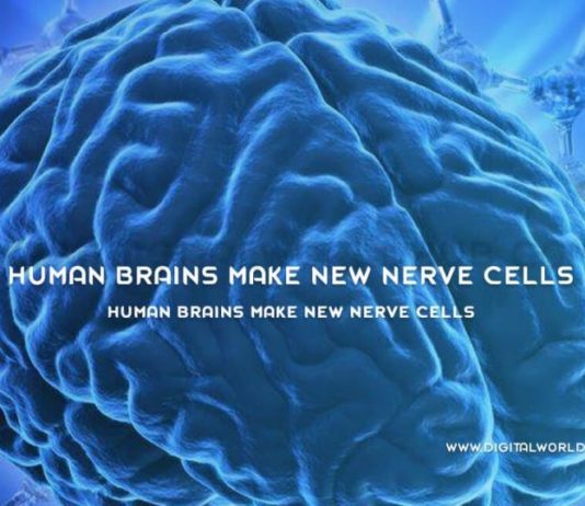 Human Brains Make New Nerve Cells