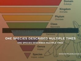 One Species Described Multiple Times