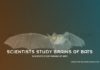 Scientists Study Brains Of Bats