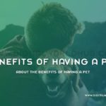 About The Benefits Of Having A Pet